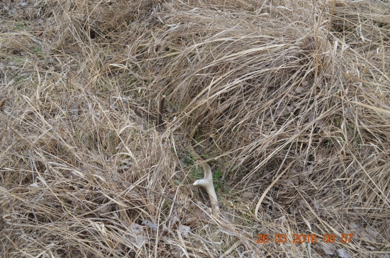 4/2016 - tesovan ho nevidel