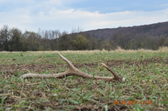 4/2017 - Na lúčke spasenej . . .