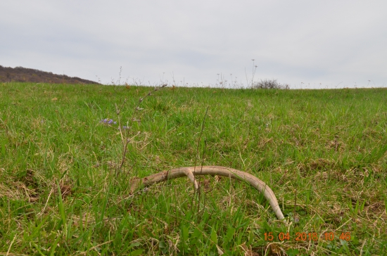 4/2018 - Šesťtorák lúčny