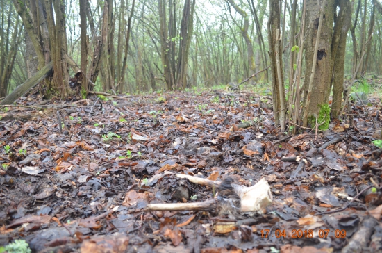 Môj prvý jelení úhyn