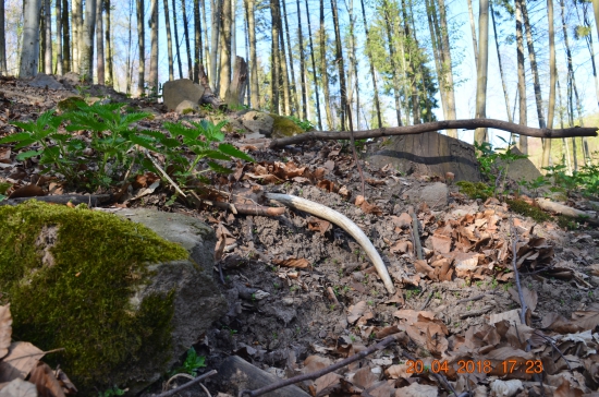 6/2018 - Vlaňajší vysoko chovný špicák