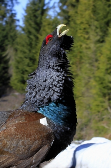 Keď je tetrov v kurze ....