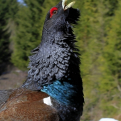 Keď je tetrov v kurze ....