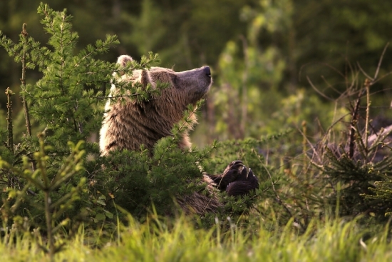 Aj medveď sa modlíí ..