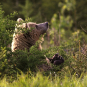 Aj medveď sa modlíí ..