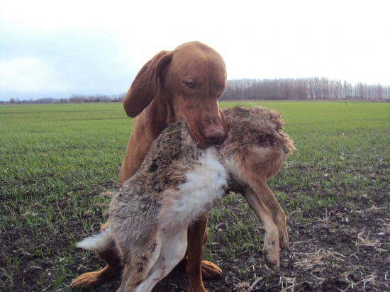cvičili sme aport so zajacom