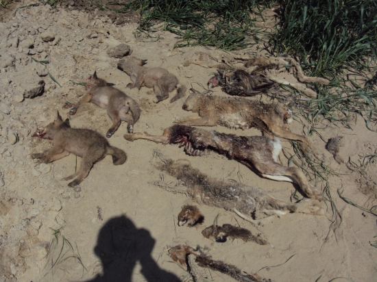 Záchrana pre drobnú zver