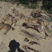 Záchrana pre drobnú zver