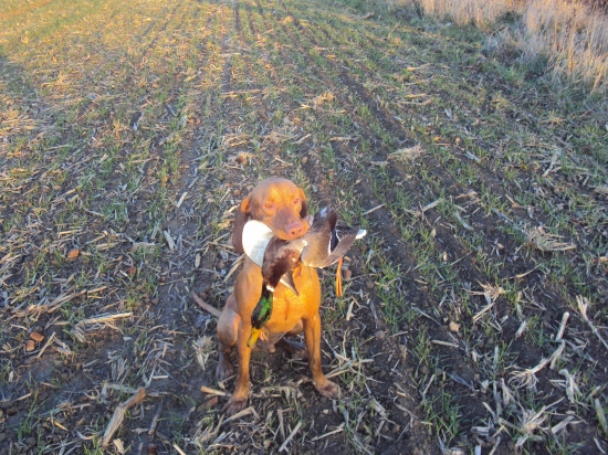 Ani kridlovaná kačica mu nerobí problém