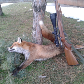 Líška z repkovej parceli