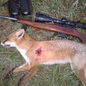 Prvá líška z nového posedu