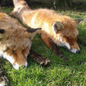 Daun alebo dve zlaté,pravá25,08 a lavá 25,89 bodov.