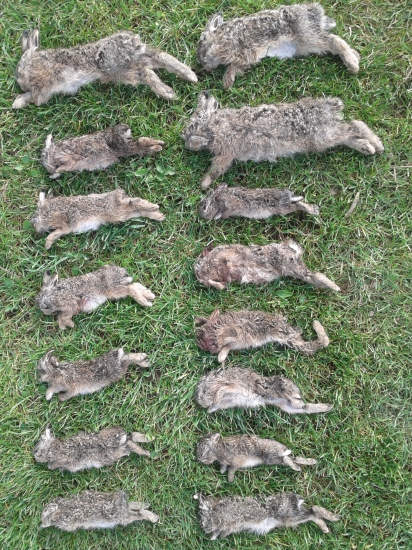 úlovky líšky z jednej nory