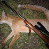 Líšča zo slnečnice