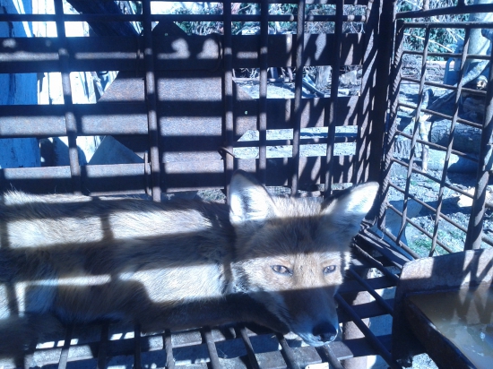 Aj dnes sme norovali