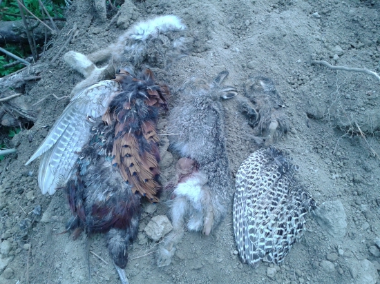 Pomáhali sme susedom