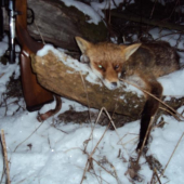 Namiesto diviaka prišiel lišiak.