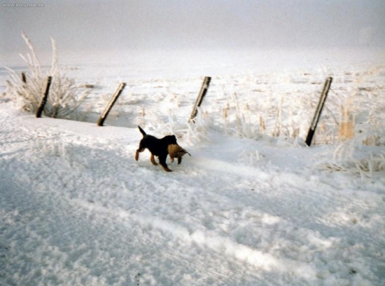 Jagoš je všestranný pes.