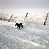 Jagoš je všestranný pes.