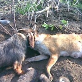 aj jazvečík si zacvičil