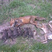 ďalšia záchrana pre drobnú zver.