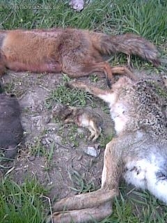 toho zajaca bez hlavi a asi3-dňového zajačika komu je lúto?