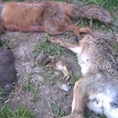 toho zajaca bez hlavi a asi3-dňového zajačika komu je lúto?