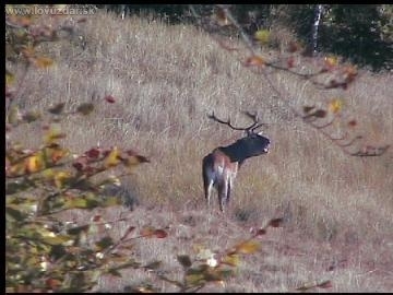 jelen v ruji spiatočnik