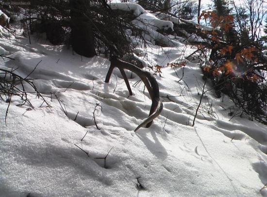 nepravidelny12-torak spiatocnik