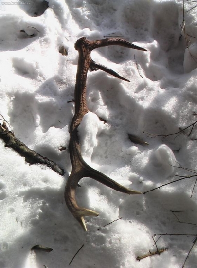 a para k nepravidelnemu 12-torakovi spiatočnik