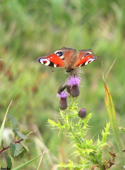 muška a motylik ako sa spolu krmia