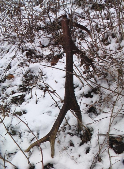 10torak kamarata duriho