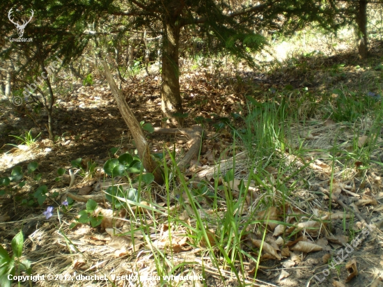 Aprilovy  zhodik.