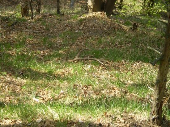 Prvý pohlad na zhodik