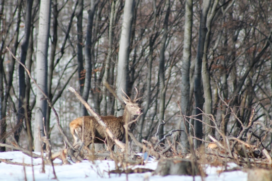 však ja vyrastiem....