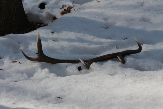 Dvanasttoračik 1.70kg