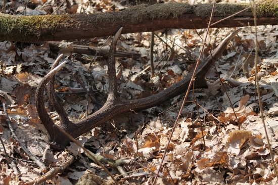 16.marec-16-ty klacek