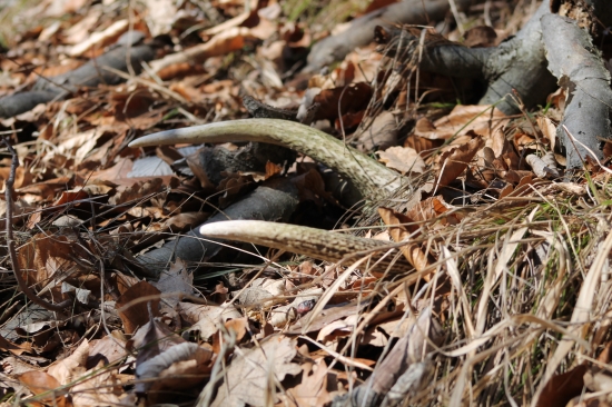 Staré ešte stále rastu