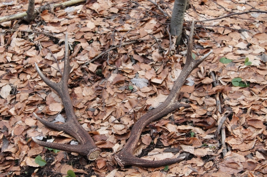 Dnešna para 10-nepr.