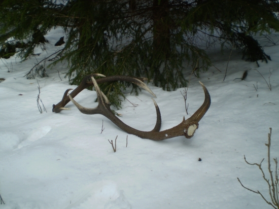 Poctivo vychodena pára