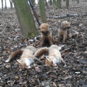 Úspěch na nové noře.