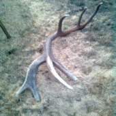 dnesny,dohladany parnik zo vcera