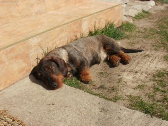 Hessy zo Šuchovho dvora