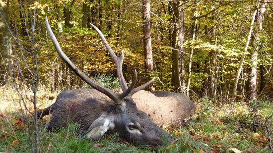 Kázali výradového...