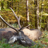 Kázali výradového...