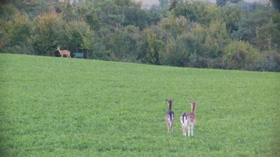 Dančie, srnčie, posed