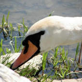 kráska