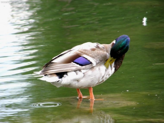 káčer