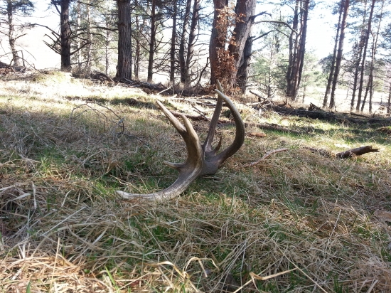 Keď Diana a Sv. Hubert doprajú