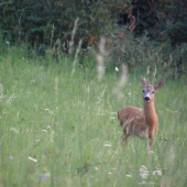 srnec-svetlo mi stále nepraje